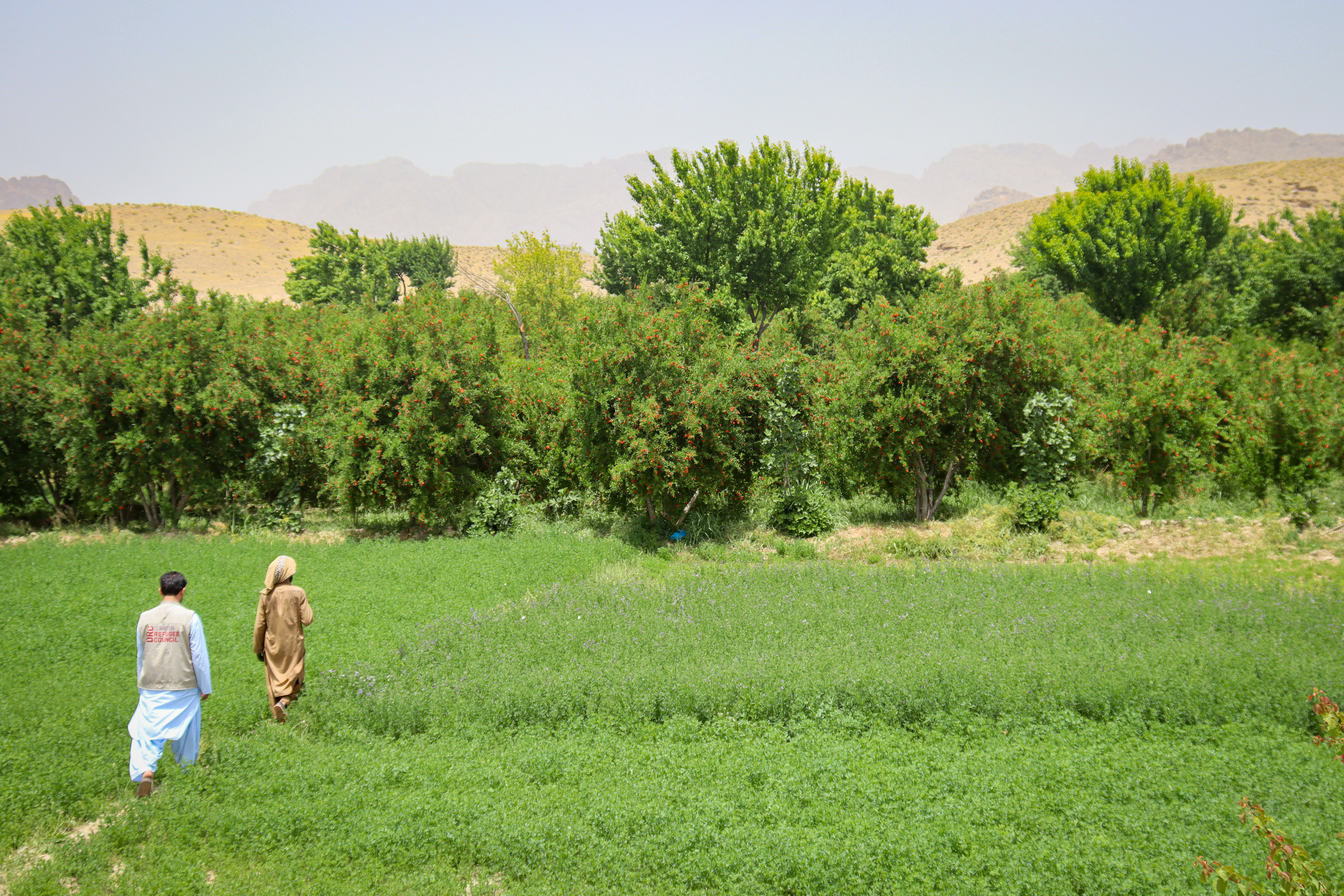 Tree gardens in Arghistan, small oasis in drought-affected areas, May 2025. Photo by:  Manon Radosta / DRC